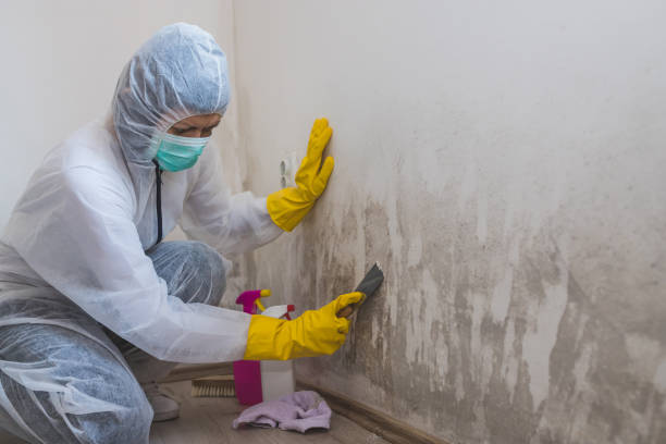 Best Commercial Mold Inspection  in Lisle, IL